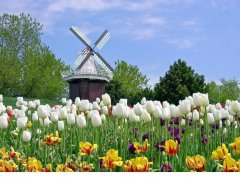 荷蘭市場投資攻略，外國人如何注冊公司？